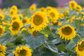 Sonnenblumen